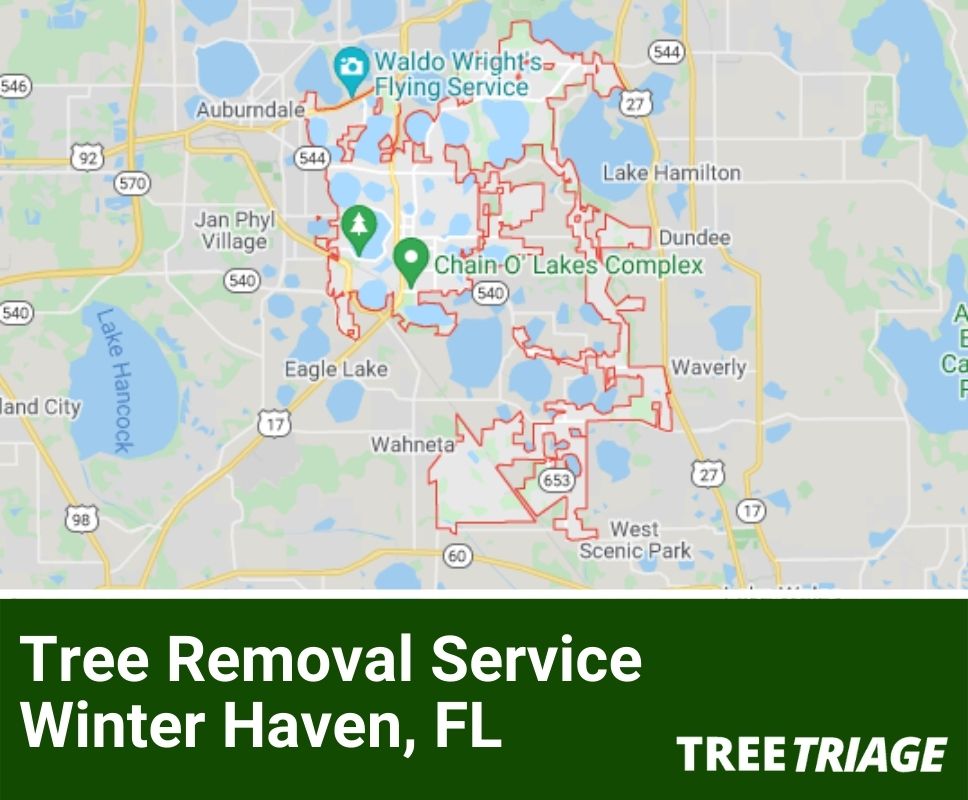 Tree Removal Service Winter Haven, FL-1