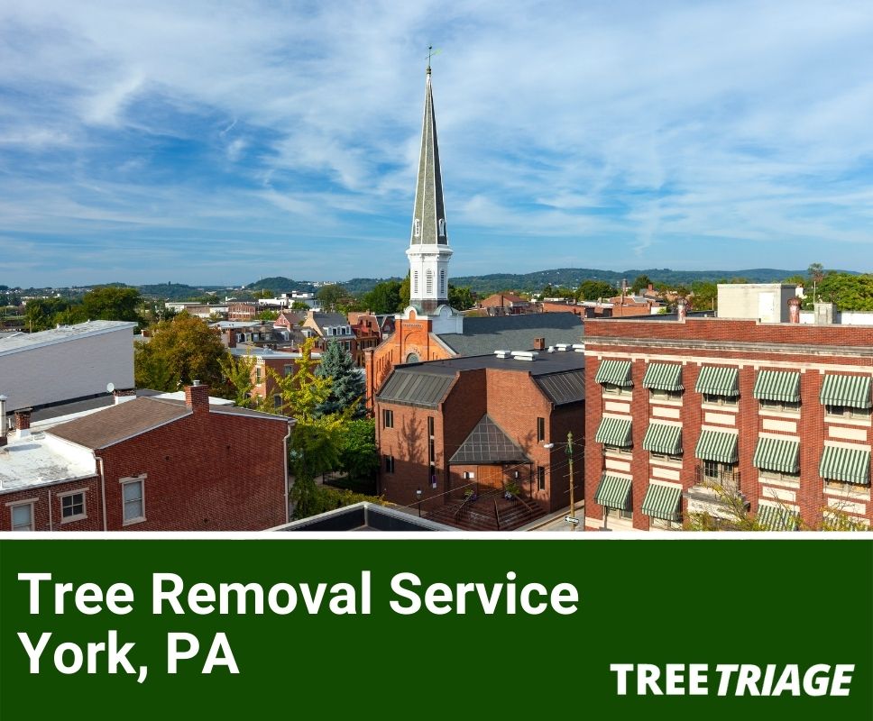 Tree Removal Service York, PA-1