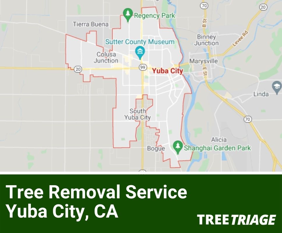 Tree Removal Service Yuba City, CA-1