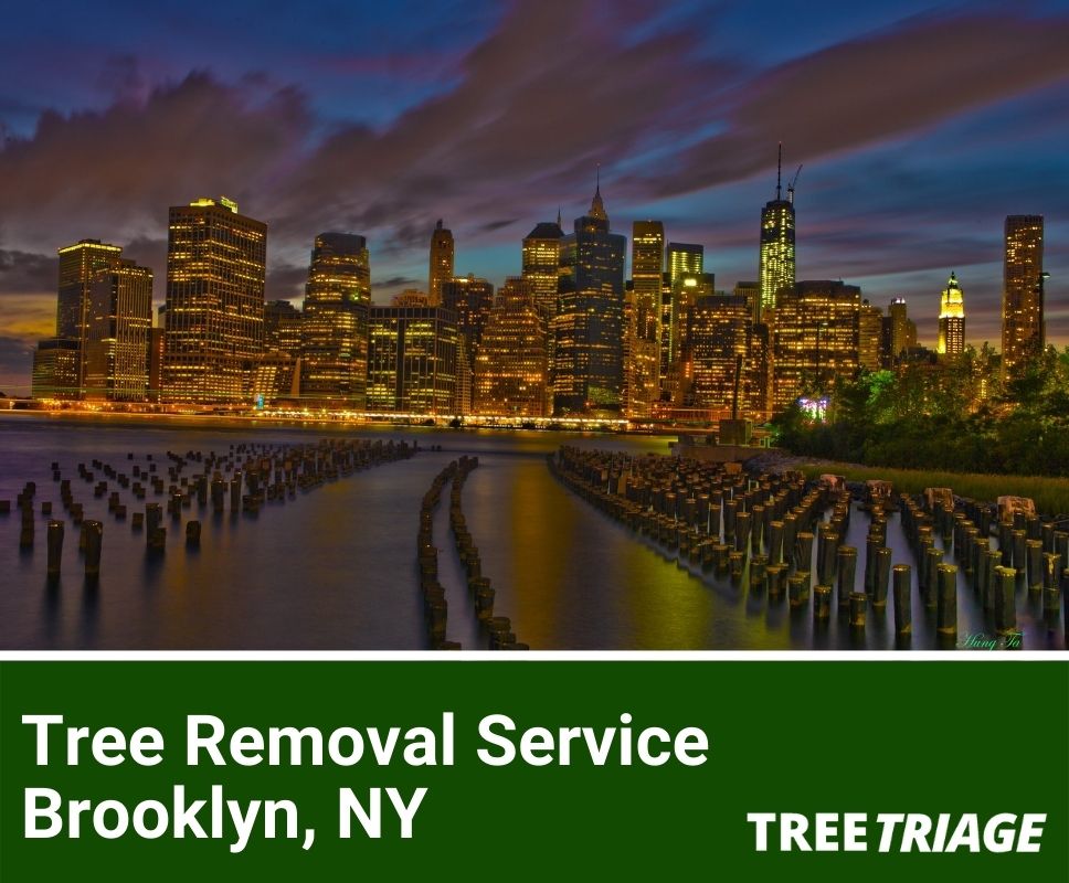 Tree Removal Service Brooklyn, NY(1)