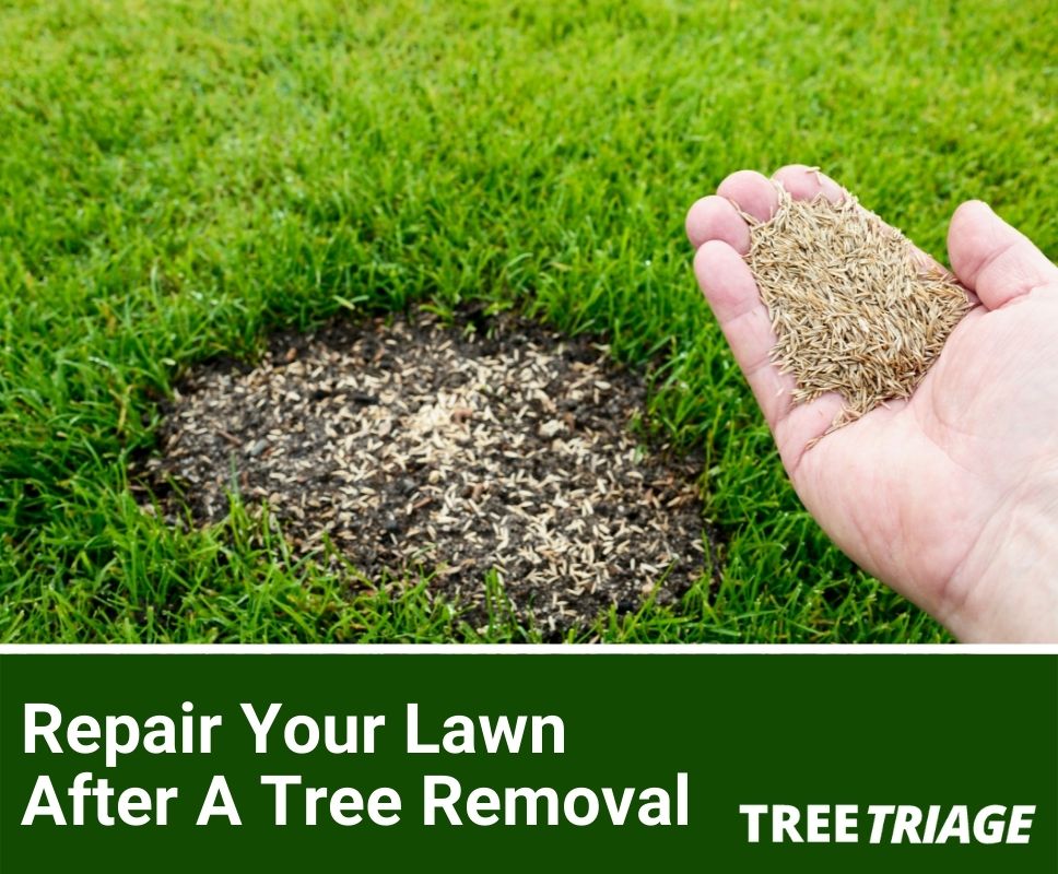 Repair Your Lawn After A Tree Removal