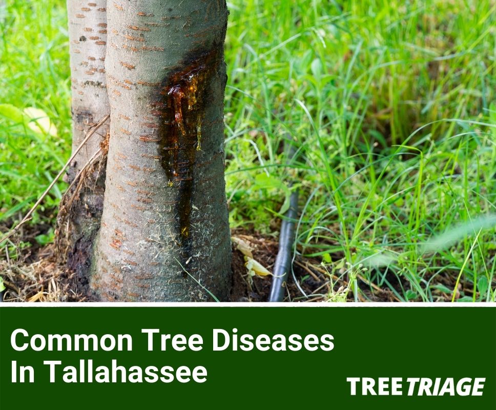 Common Tree Diseases In Tallahassee